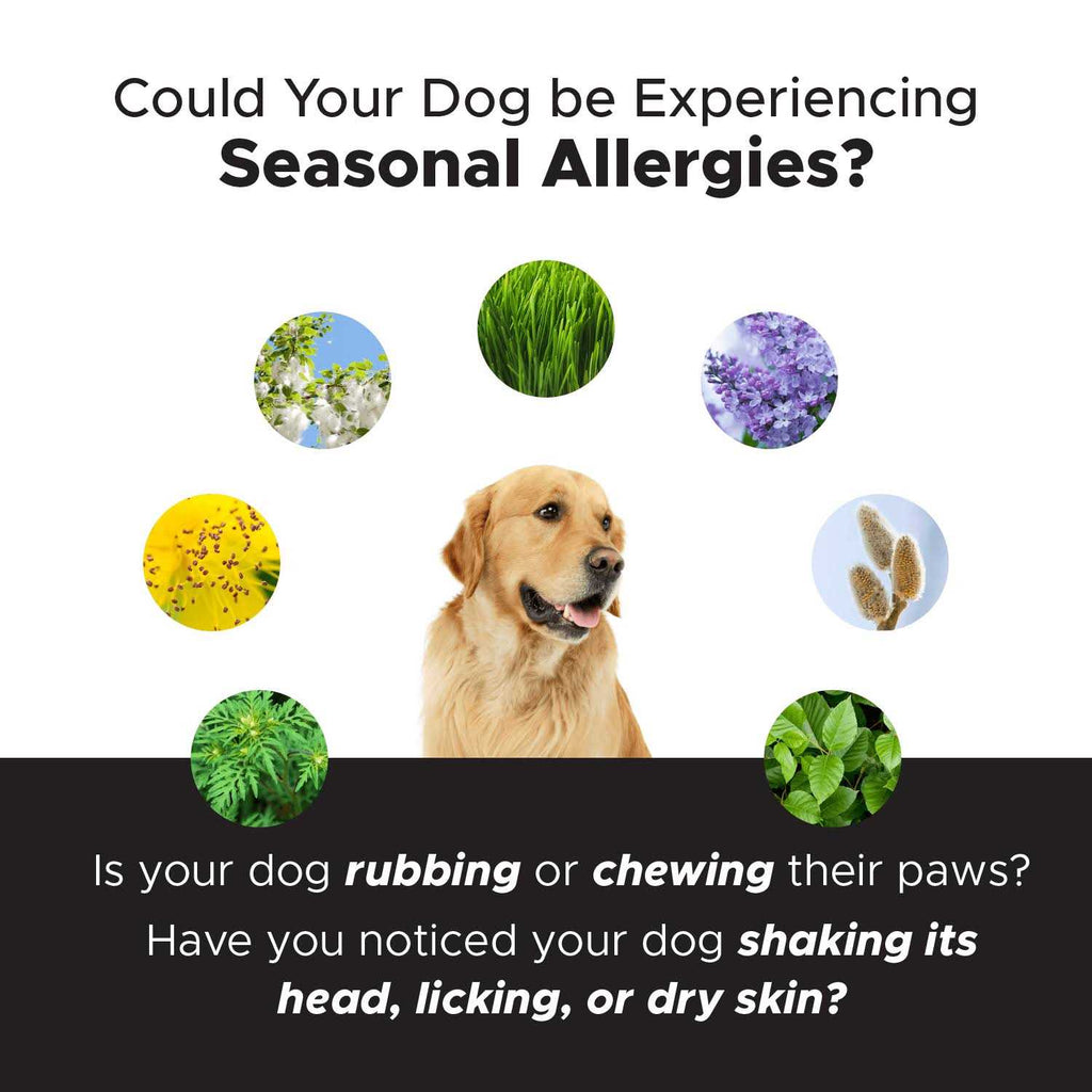 Dog Soft Chews X165874