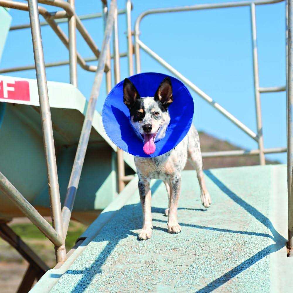 Soft E-Collar G711