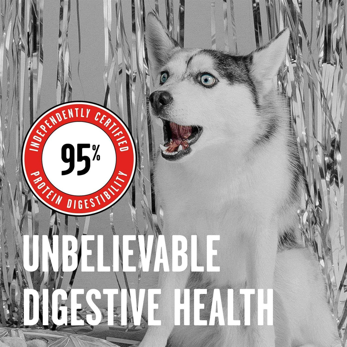 Freeze Dried Beef Dog Food N988331