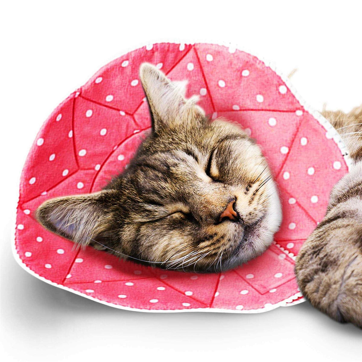 Soft e Collar for Small Dogs & Cats R18175