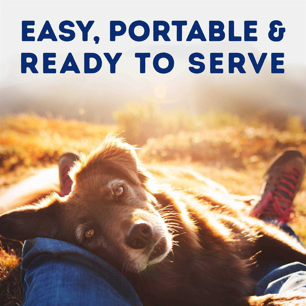 Natural Balance Platefulls Tender Beef & Potato Recipe Wet Dog Food V75701
