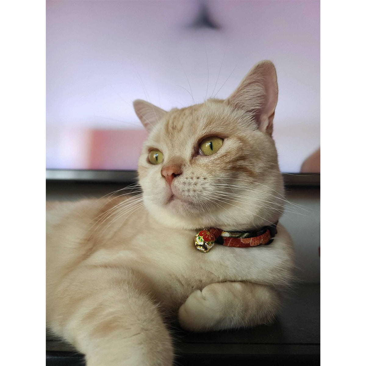 Cat Collar Z69263