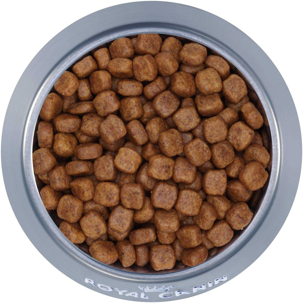 Adult Dry Dog Food B587988
